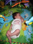 Geoffrey tries to get out the vote with his jungle friends. Taken on September 9th, 2007